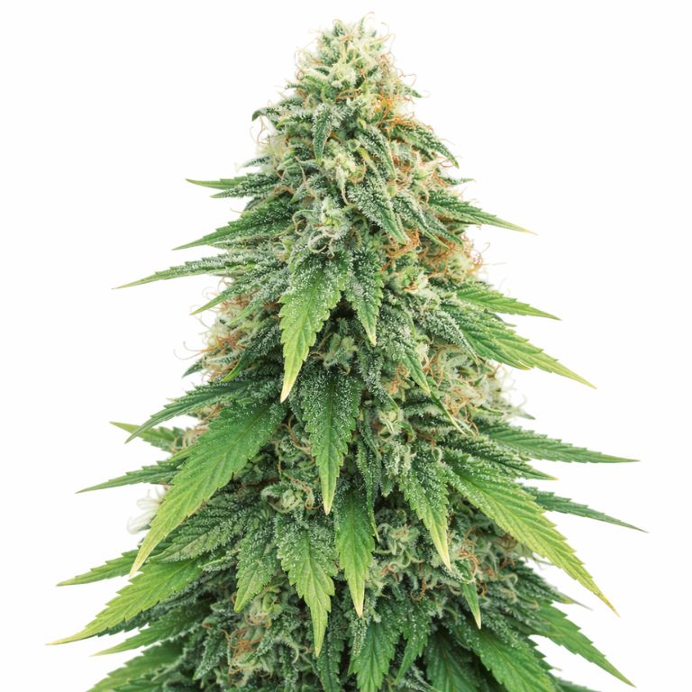 Godzilla cannabis seeds packaging — Royal King Seeds Australia