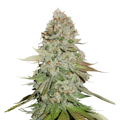 Godzilla Glue cannabis seeds packaging — Royal King Seeds Australia