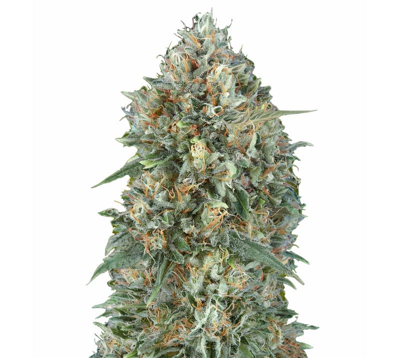 Goji OG Haze cannabis seeds packaging — Royal King Seeds Australia