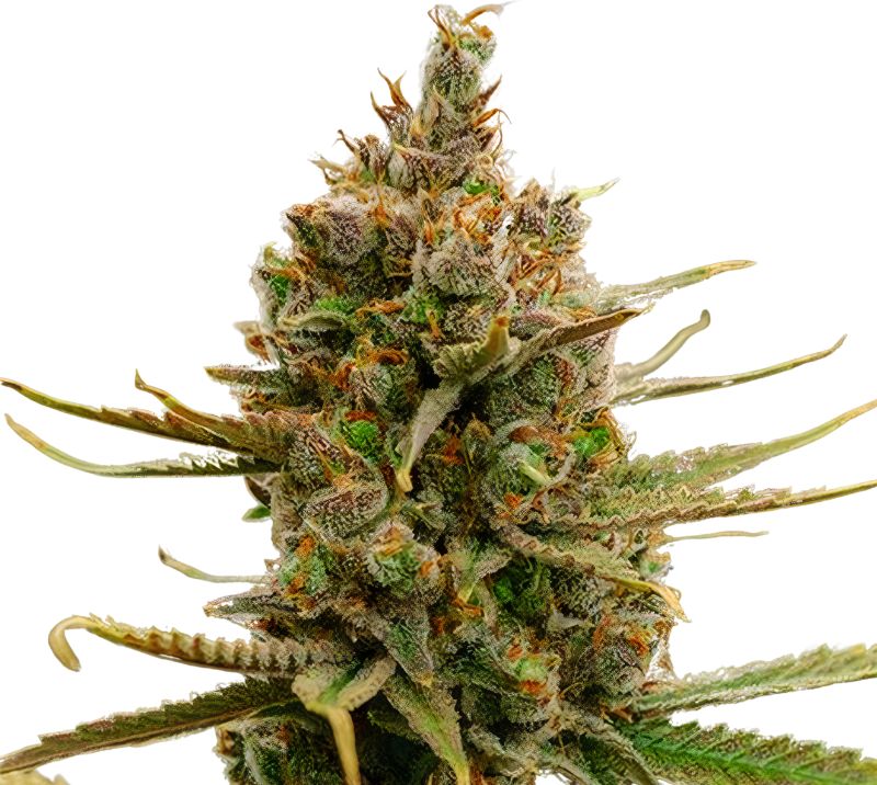 Gold Leaf cannabis seeds packaging — Royal King Seeds Australia