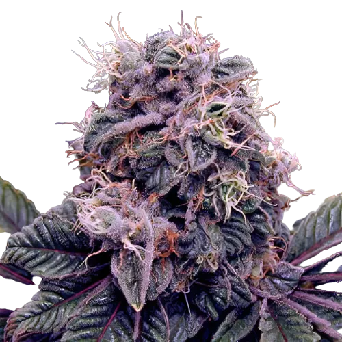 Goldberry cannabis seeds packaging — Royal King Seeds Australia