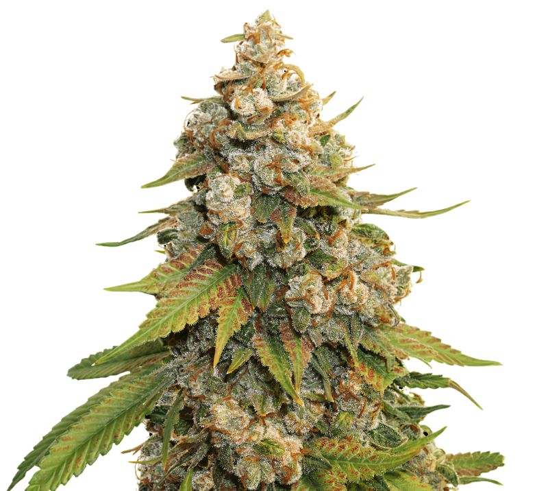 Golden Gate Haze cannabis seeds packaging — Royal King Seeds Australia