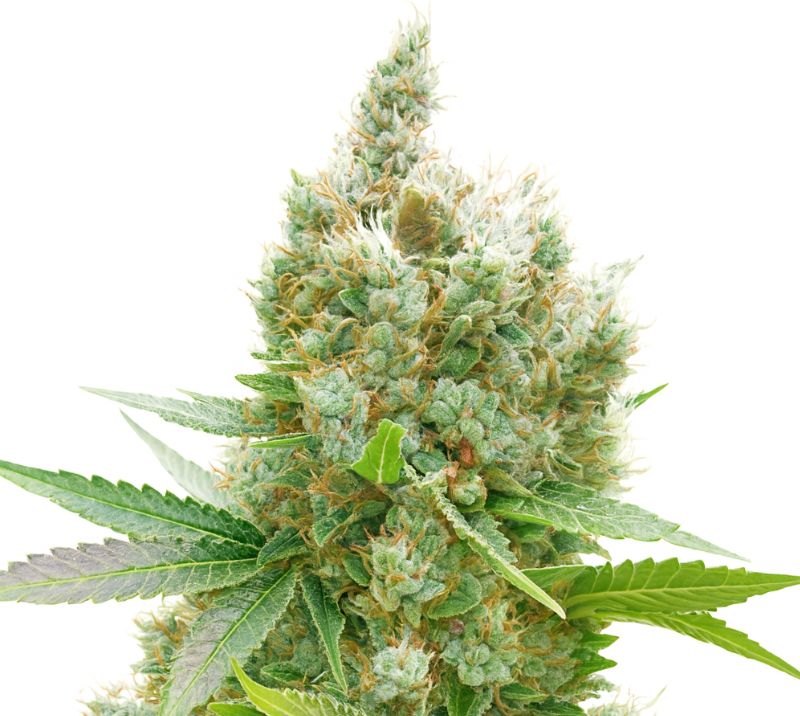 Golden Goat cannabis seeds packaging — Royal King Seeds Australia