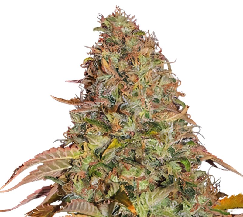 Golden Nugget cannabis seeds packaging — Royal King Seeds Australia