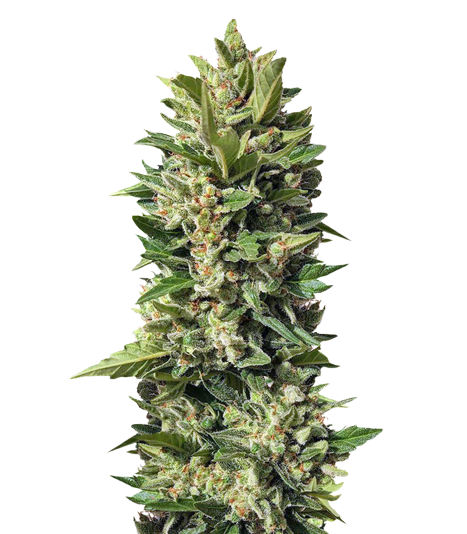 Golden Ticket cannabis seeds packaging — Royal King Seeds Australia