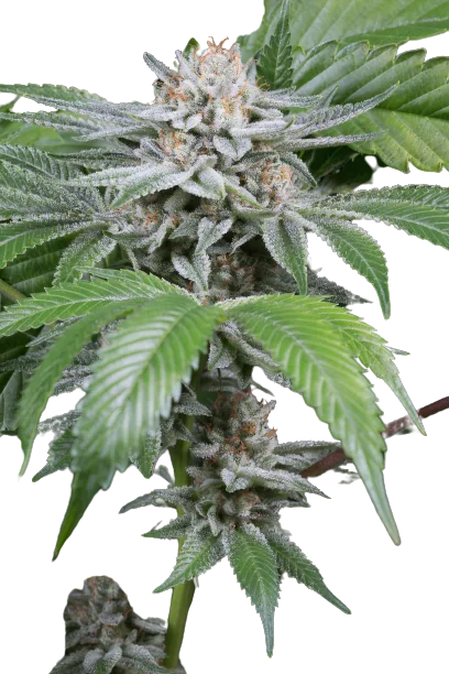 Gorilla Biscuit cannabis seeds packaging — Royal King Seeds Australia