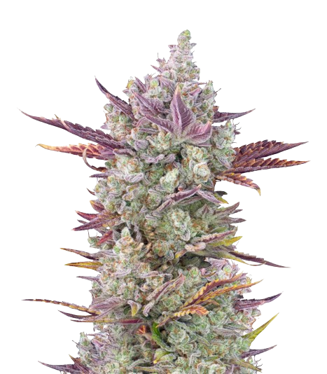 Gorilla Cookies cannabis seeds packaging — Royal King Seeds Australia