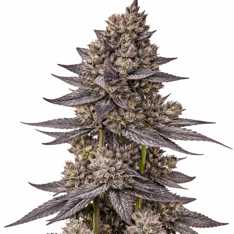 Gorilla Nut cannabis seeds packaging — Royal King Seeds Australia