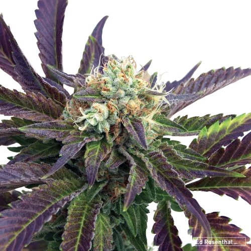 Grand Doggy Purps cannabis seeds packaging — Royal King Seeds Australia