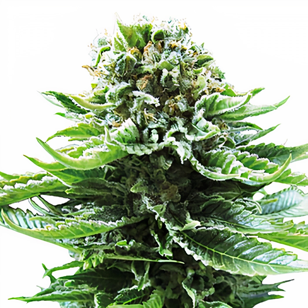 Grand Hindu cannabis seeds packaging — Royal King Seeds Australia