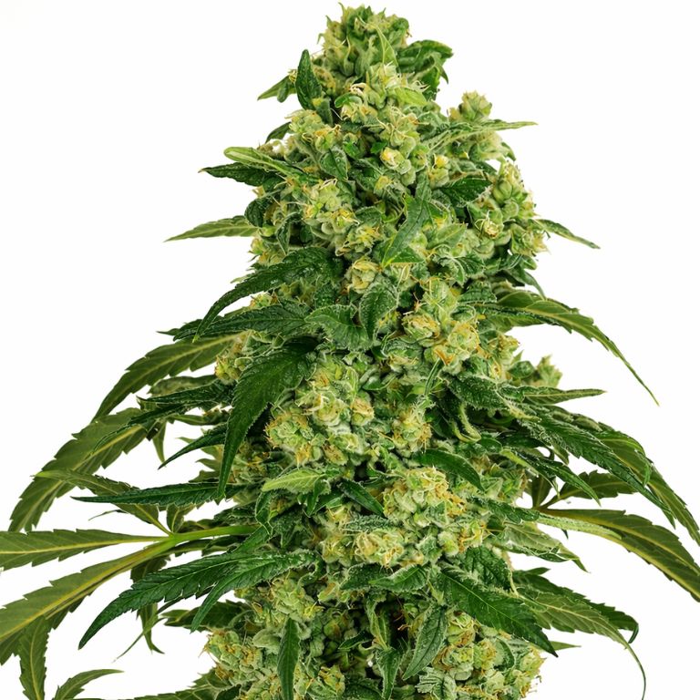 Grandmas Sugar Cookies cannabis seeds packaging — Royal King Seeds Australia