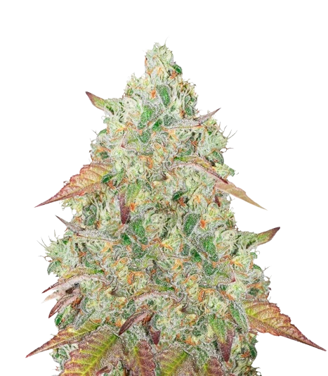 Grandmommy Purple cannabis seeds packaging — Royal King Seeds Australia