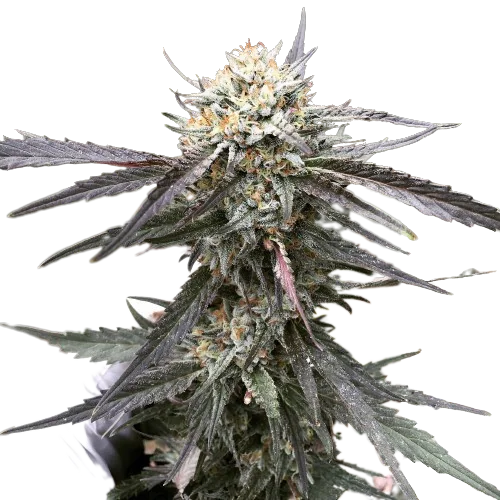 Grandpa Larry OG cannabis seeds packaging — Royal King Seeds Australia