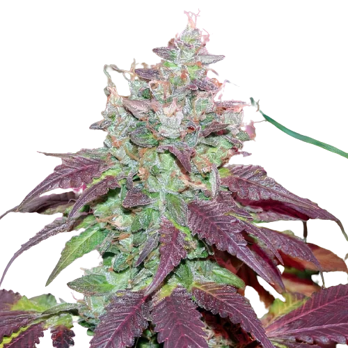 Grape Cookies cannabis seeds packaging — Royal King Seeds Australia