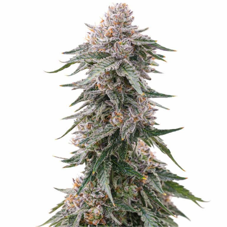 Grape Gas cannabis seeds packaging — Royal King Seeds Australia