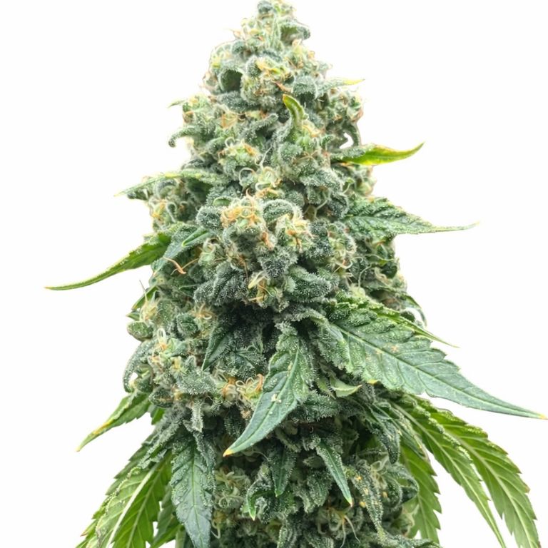 Grape Guava cannabis seeds packaging — Royal King Seeds Australia