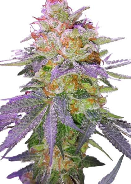Grape Inferno cannabis seeds packaging — Royal King Seeds Australia