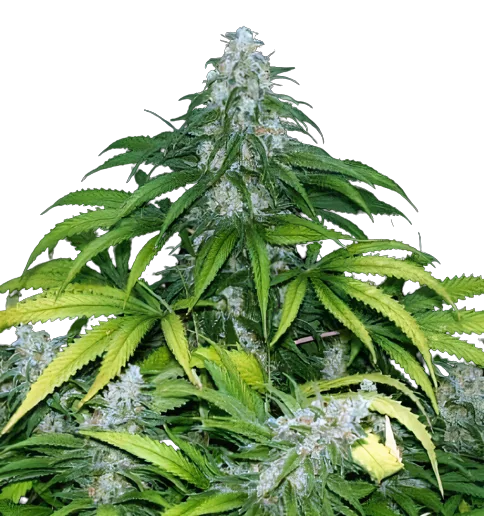 Grape Krush cannabis seeds packaging — Royal King Seeds Australia