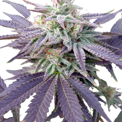 Grape OX cannabis seeds packaging — Royal King Seeds Australia