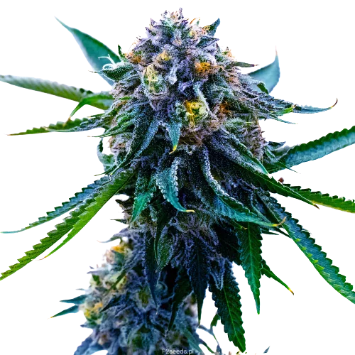 Grape Skunk cannabis seeds packaging — Royal King Seeds Australia