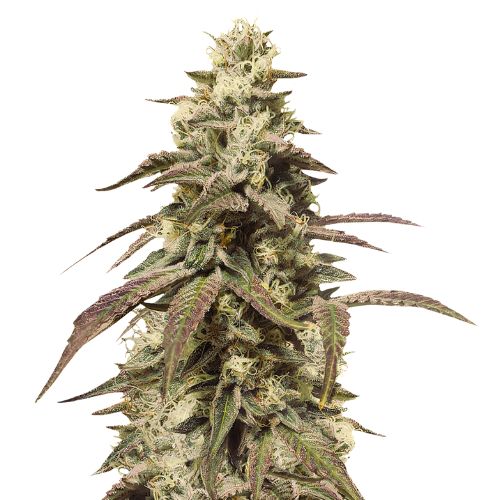 Grape Soda cannabis seeds packaging — Royal King Seeds Australia