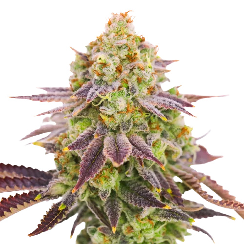 Grape Stomper cannabis seeds packaging — Royal King Seeds Australia