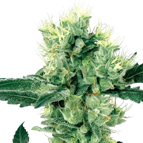 Grape Valley Kush cannabis seeds packaging — Royal King Seeds Australia