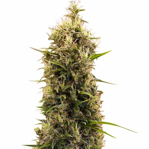 Grapefruit cannabis seeds packaging — Royal King Seeds Australia