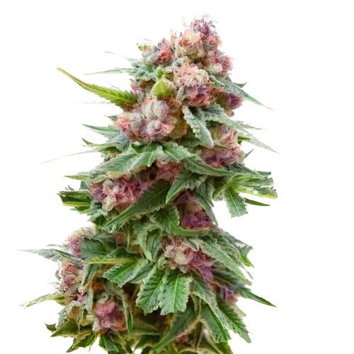Grapefruit Kush cannabis seeds packaging — Royal King Seeds Australia