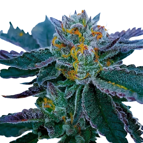 Gravity cannabis seeds packaging — Royal King Seeds Australia
