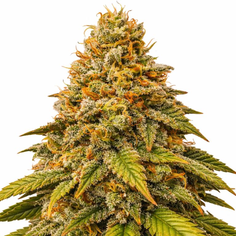 Grease Monkey cannabis seeds packaging — Royal King Seeds Australia