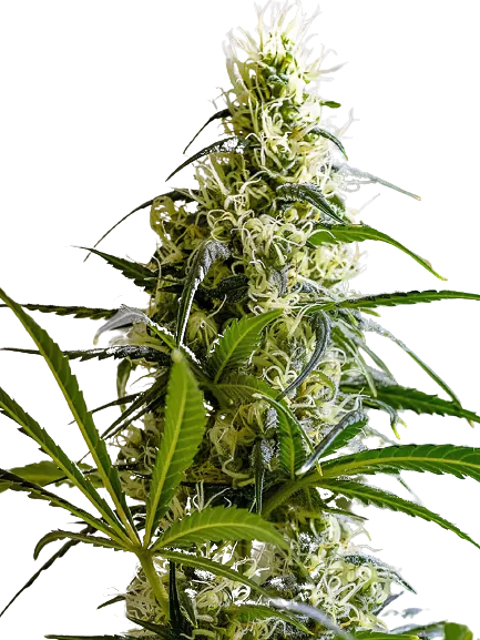 Green Avenger cannabis seeds packaging — Royal King Seeds Australia