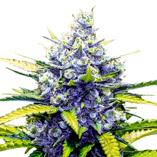 Green Cheese cannabis seeds packaging — Royal King Seeds Australia
