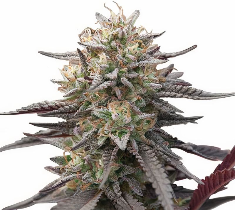 Green Crack Punch cannabis seeds packaging — Royal King Seeds Australia