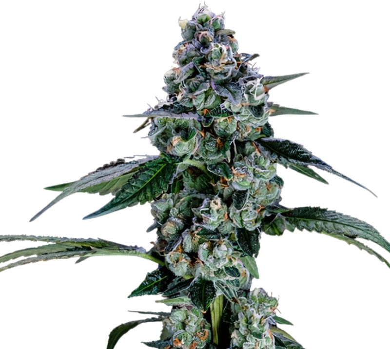 Green Door Kush cannabis seeds packaging — Royal King Seeds Australia