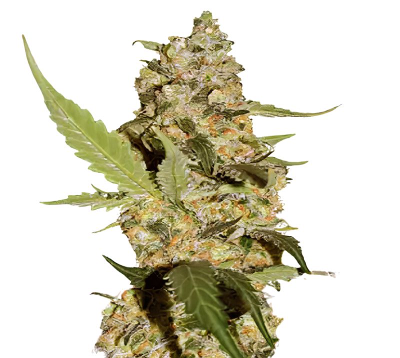 Green Dream cannabis seeds packaging — Royal King Seeds Australia