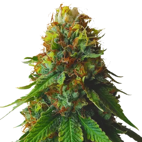 Green Goblin cannabis seeds packaging — Royal King Seeds Australia