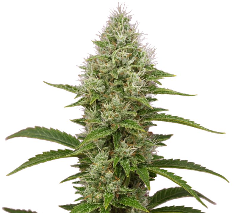 Green Goddess cannabis seeds packaging — Royal King Seeds Australia