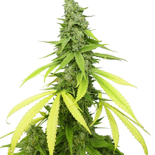 Green Kush cannabis seeds packaging — Royal King Seeds Australia