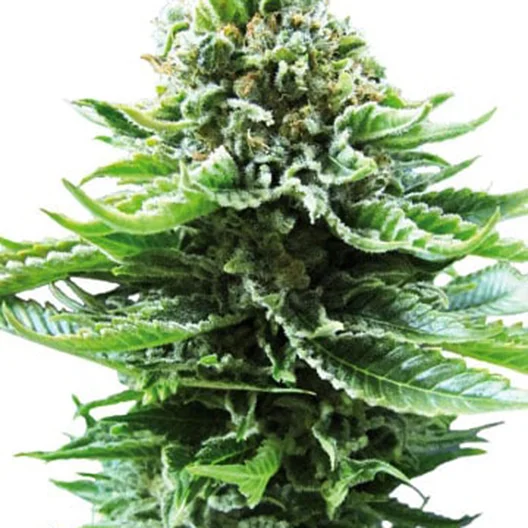 Green Line OG cannabis seeds packaging — Royal King Seeds Australia