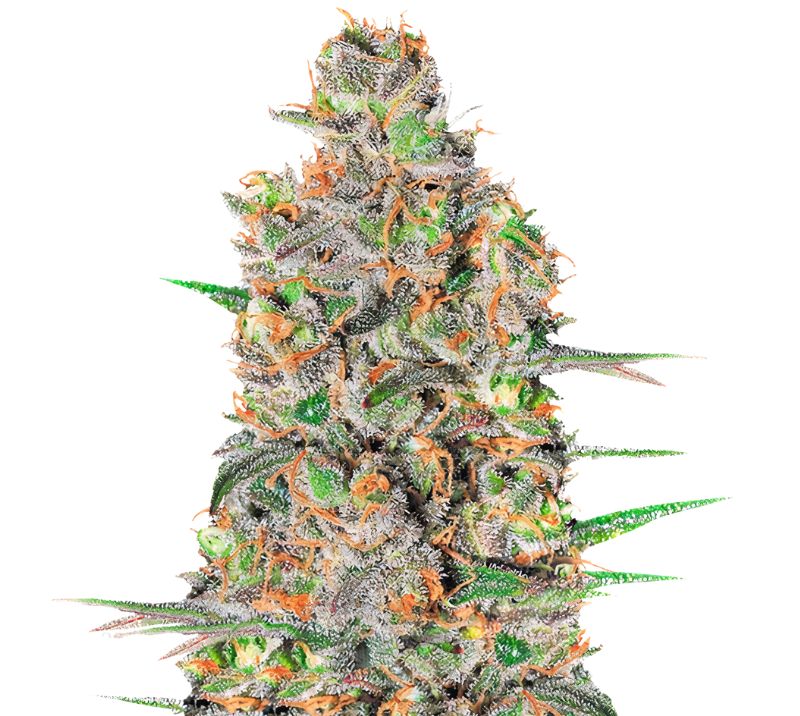 Green Love Potion Feminized