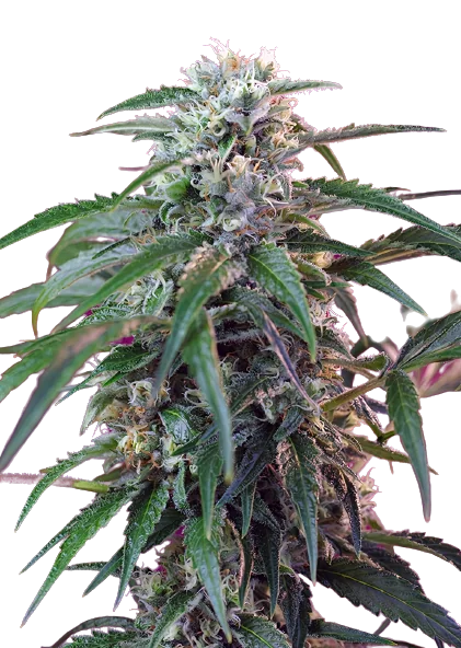 Green Poison Feminized