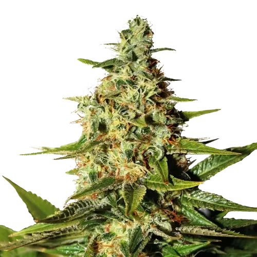 Green Queen cannabis seeds packaging — Royal King Seeds Australia