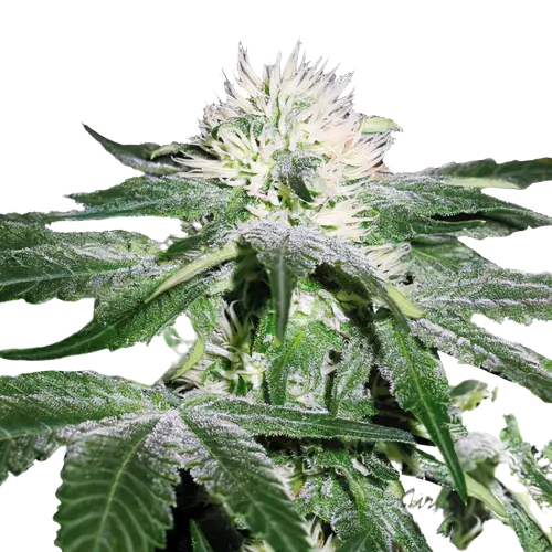 Green Ribbon cannabis seeds packaging — Royal King Seeds Australia