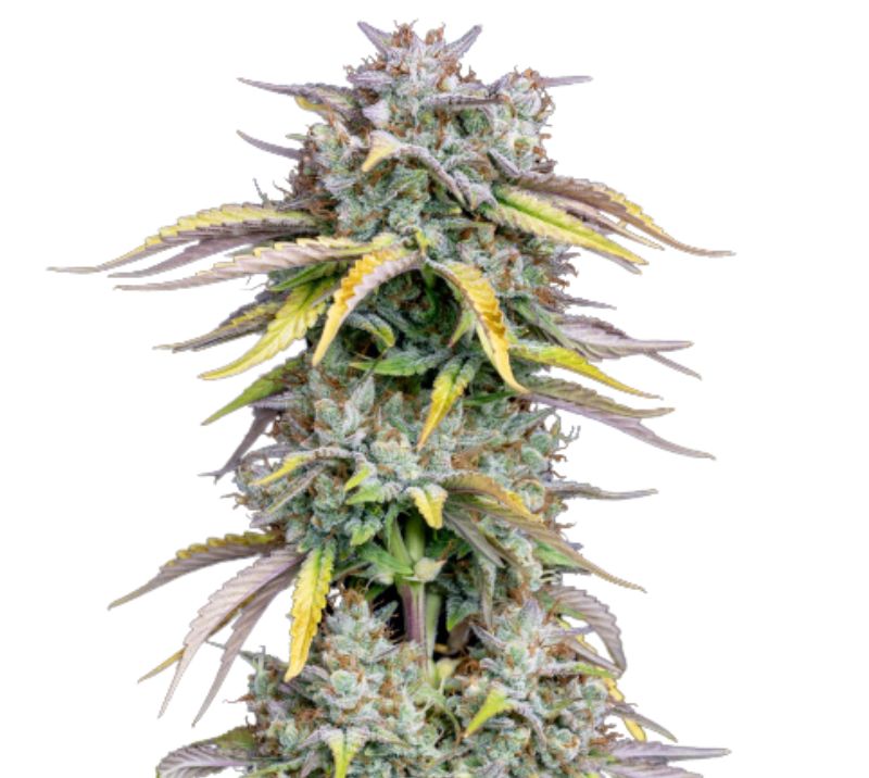 Grilled Cheese cannabis seeds packaging — Royal King Seeds Australia
