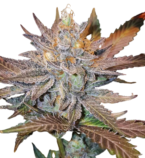 Guard Dawg cannabis seeds packaging — Royal King Seeds Australia
