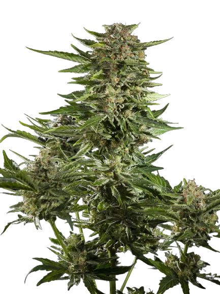 Guido Kush cannabis seeds packaging — Royal King Seeds Australia