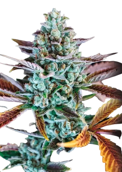 Gupta Kush cannabis seeds packaging — Royal King Seeds Australia