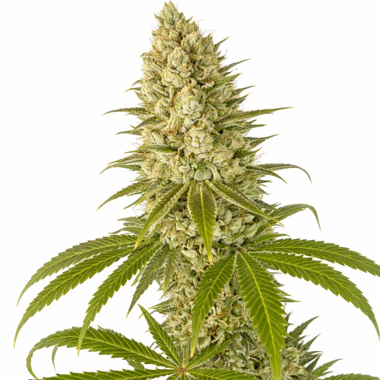 Guptilla cannabis seeds packaging — Royal King Seeds Australia