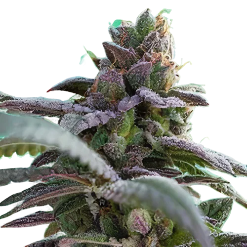 Gutbuster cannabis seeds packaging — Royal King Seeds Australia